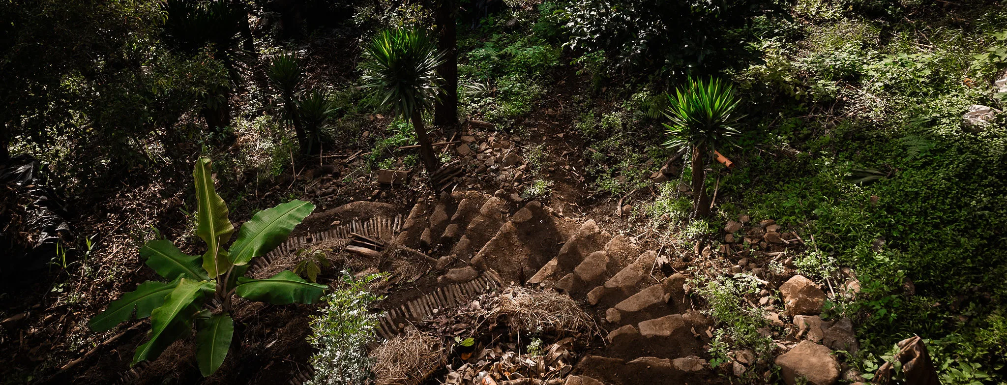 A terraced bed at WuWei — stone-edged contours, mulched ground, young yuccas and banana plants establishing on a hillside slope.